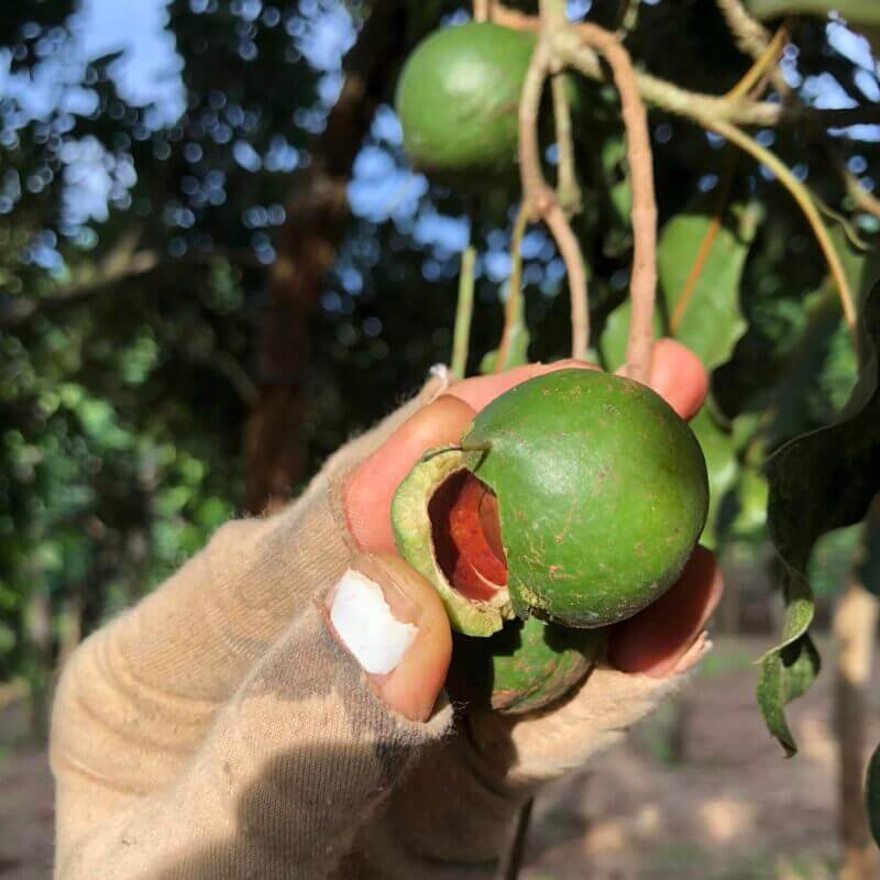 hạt macca Tây Nguyên cao cấp